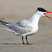 Caspian Tern